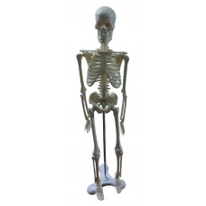 Mini Skeleton